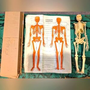 Oddity vintage Plastic 12" Hanging Skeleton Model With Box And Anatomy!